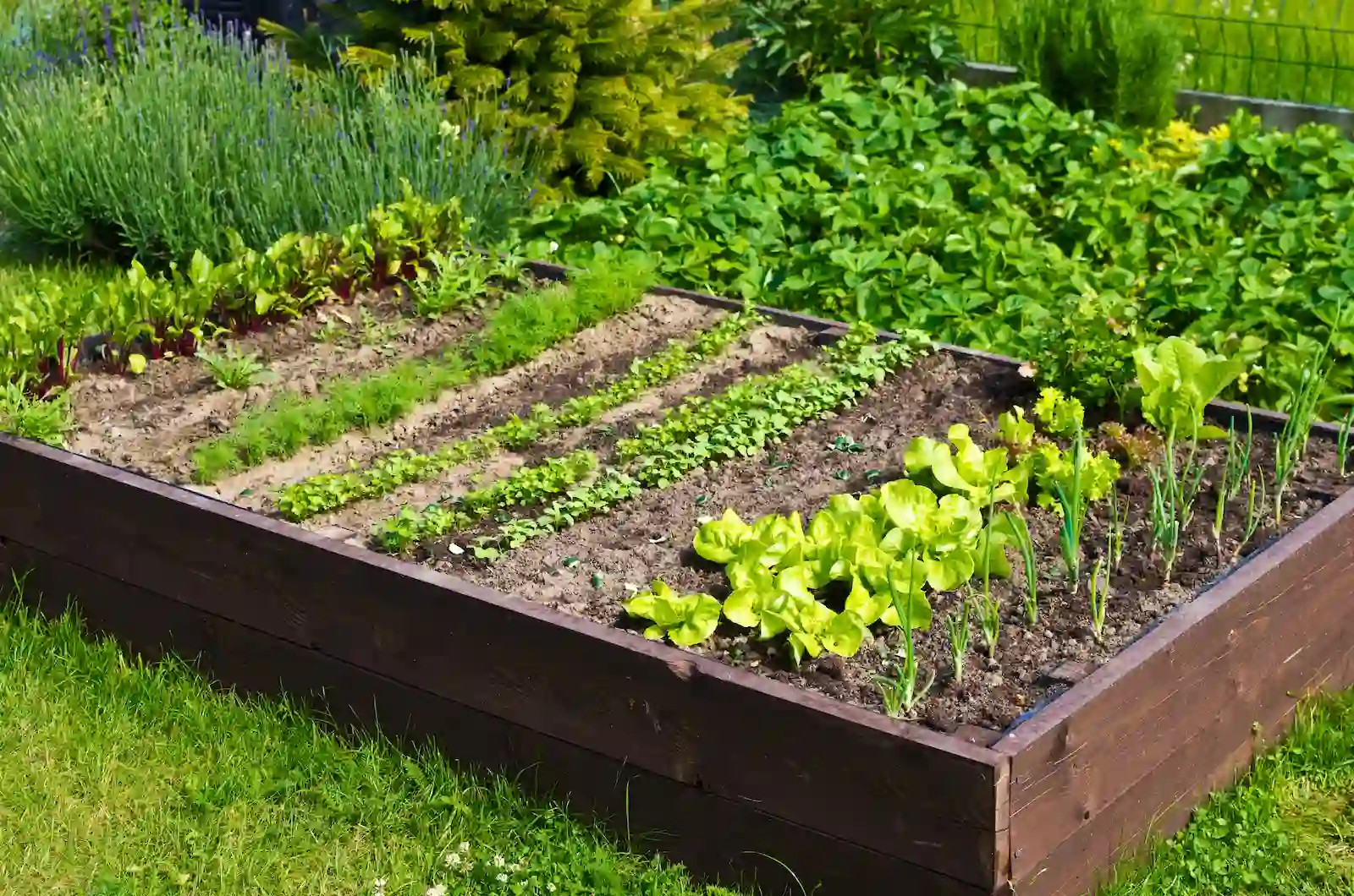 Well maintained garden boxes with sprouting plants and vegetables